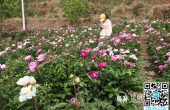 东川区拖布卡镇：在万亩松林下一睹芍药花的...